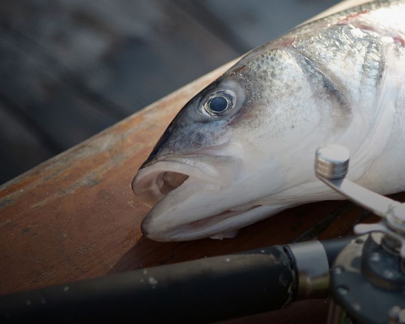 Hook and Line Fish Boxes Main Slide 1